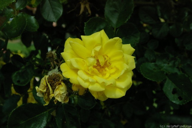 'Allgold, Cl.' rose photo