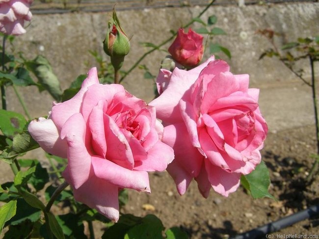 'Böhm Junior' rose photo
