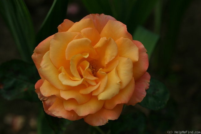 'Honolulu ® (Orange hybrid tea. Interplant, 2006)' rose photo