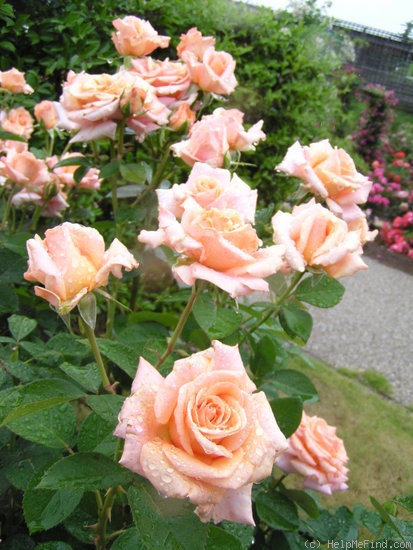 'Exotic ® (hybrid tea, Fryer before 1991)' rose photo