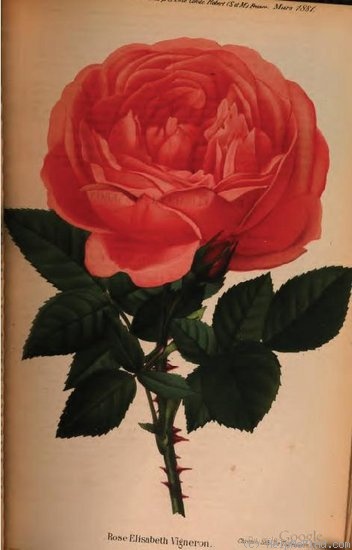 'Elisabeth Vigneron' rose photo
