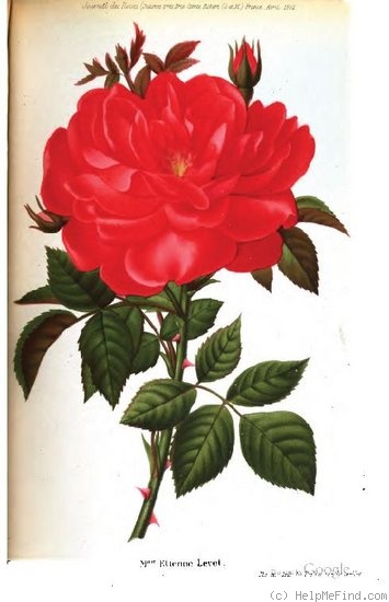 'Madame Etienne Levet (hybrid perpetual, Levet, 1875)' rose photo