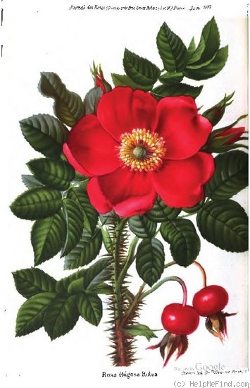 '<i>Rosa Rugosa</i> 'Rubra'' rose photo