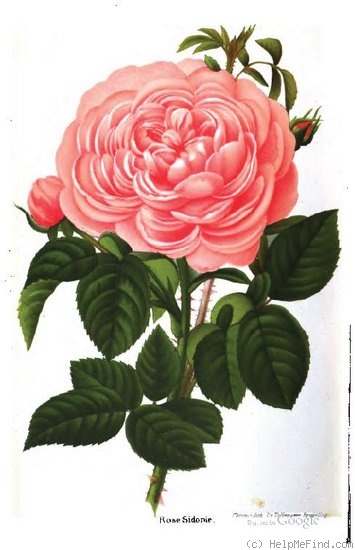 'Sidonie (damask perpetual, Vibert, by 1847)' rose photo