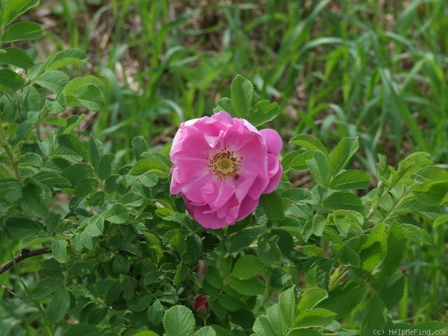 'Carlos Dawn' rose photo