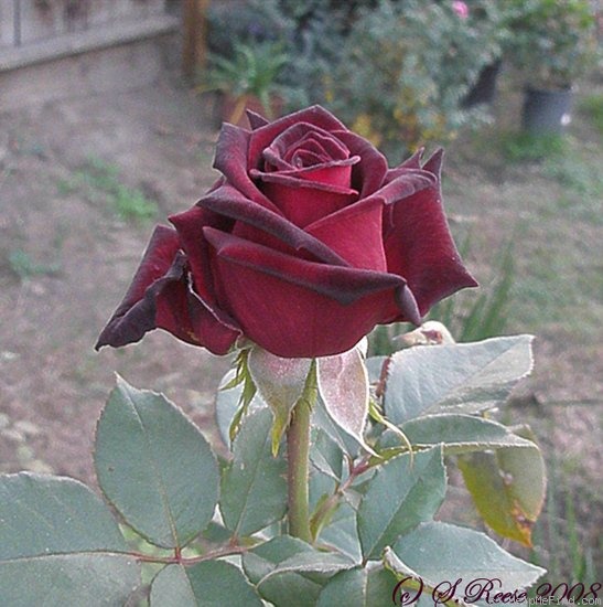 'Black Baccara ™' rose photo