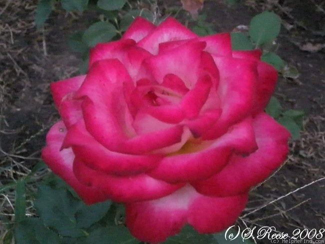 'Donna Darlin'' rose photo