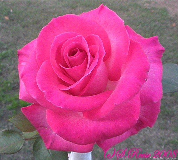 'Signature ®' rose photo