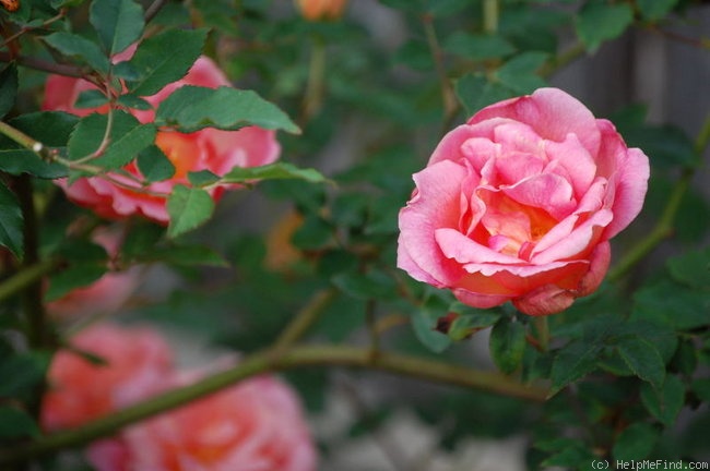 'Comtesse du Cayla' rose photo
