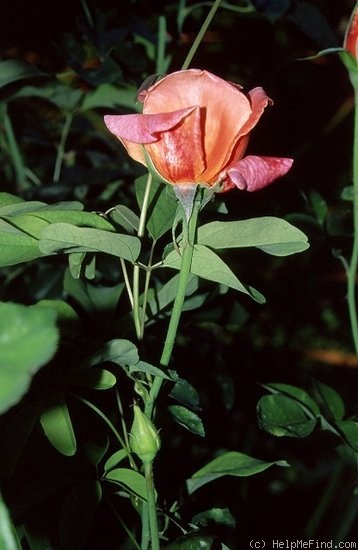 'Mojave' rose photo