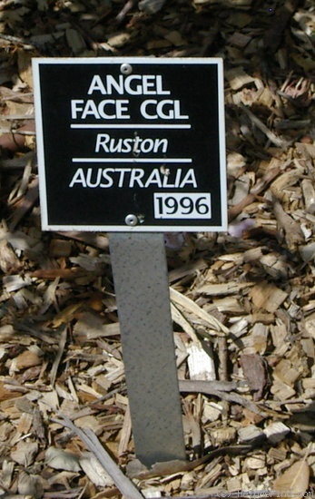 'Angel Face, Cl. (cl. floribunda, Ruston 1995)' rose photo