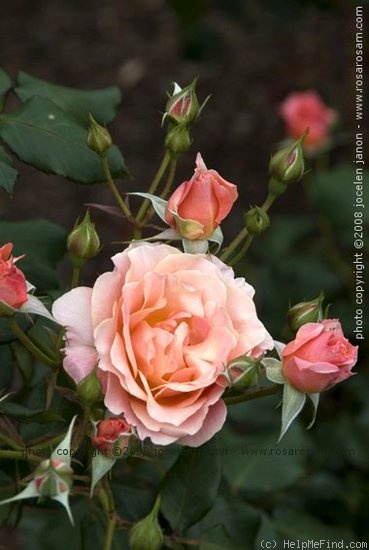 'Autumn Belle' rose photo