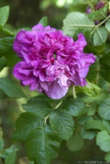 'Alice Maude' rose photo