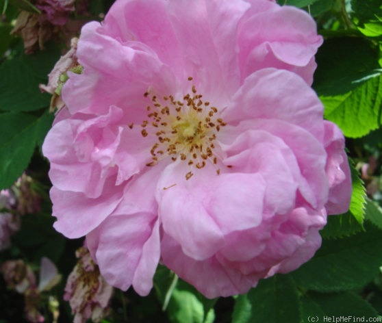 'R. damascena trigintipetala' rose photo