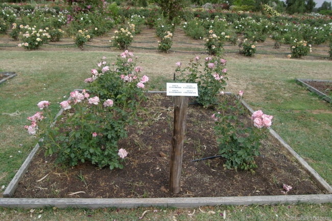 'Let's Celebrate (hybrid tea, Grant, 2004)' rose photo
