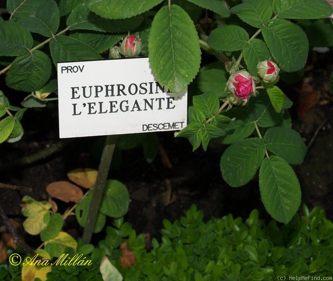 'Euphrosyne l'élégante' rose photo