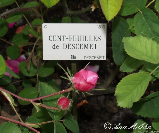 'Centfeuilles de Descemet' rose photo