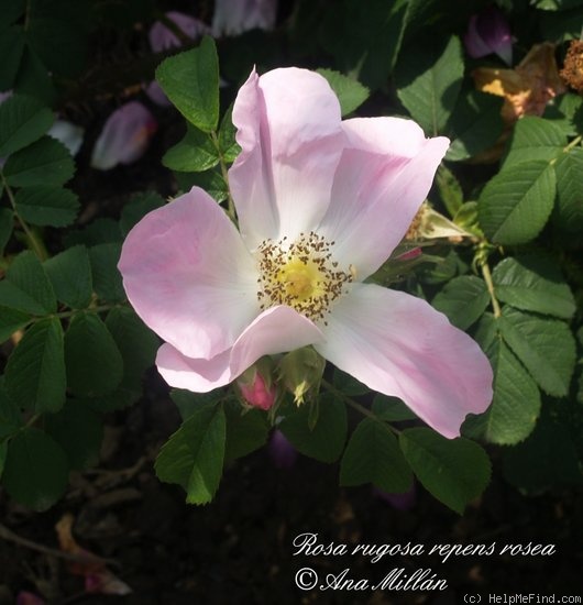 '<i>Rosa rugosa repens rosea</i>' rose photo