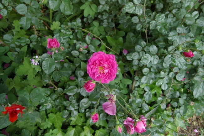 'Marjorie Palmer' rose photo