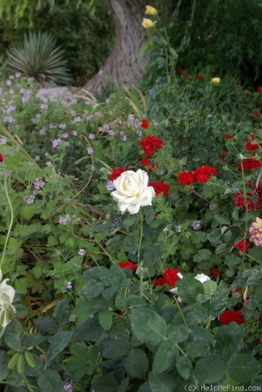 'Ardelle' rose photo