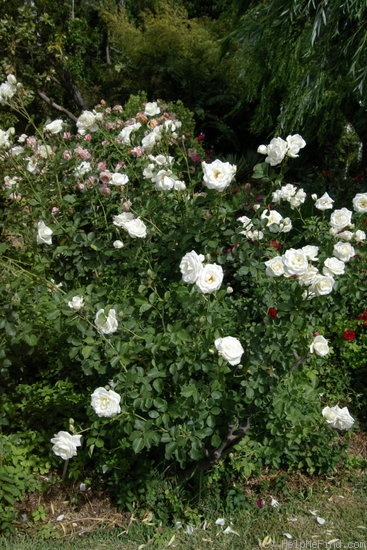 'White Spray ® (floribunda, LeGrice, 1968)' rose photo