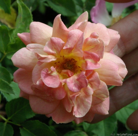 'Poulsen's Copper' rose photo