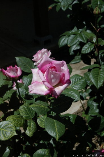 'Silver Lining (hybrid tea, Dickson, 1958)' rose photo