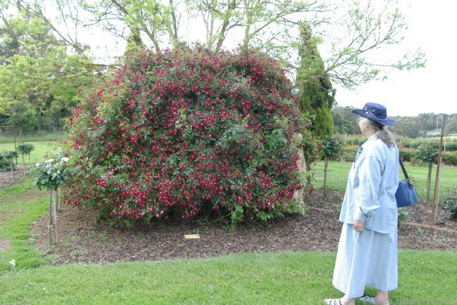 'Bloomfield Courage' rose photo