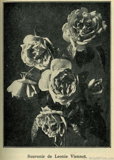 'Souvenir de Madame Léonie Viennot' rose photo