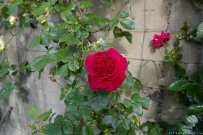 'Cassandre ® (LCl, Meilland International 1989)' rose photo