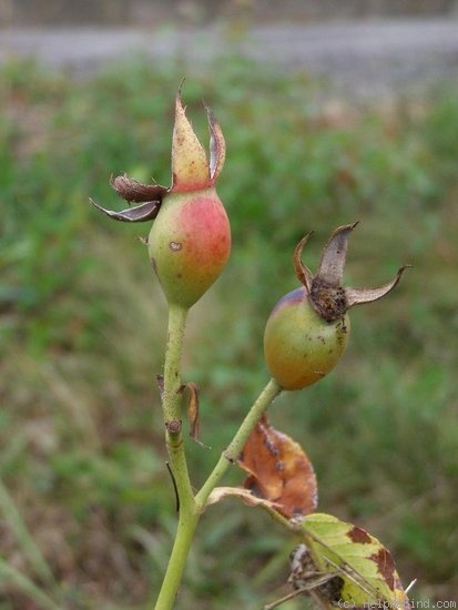 'Louise Odier (Bourbon, Margottin, 1851)' rose photo