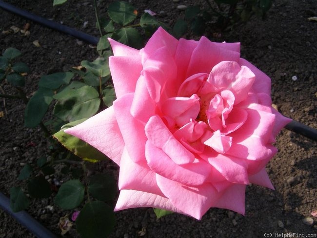 'Lidka Böhmová' rose photo