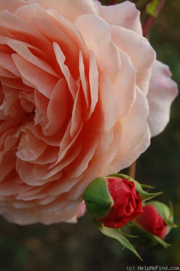 'William Morris' rose photo