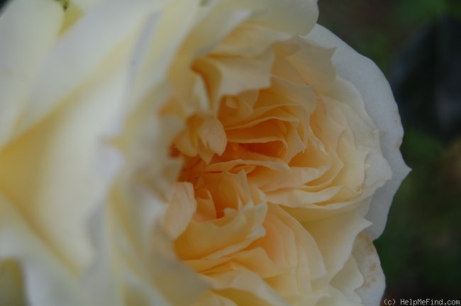 'Tchaikovski' rose photo