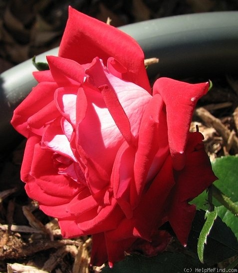 'Fire 'n' Ice ™' rose photo