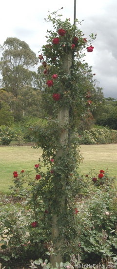 'Australian Beauty (cl. hybrid tea, Kerslake, 1907)' rose photo