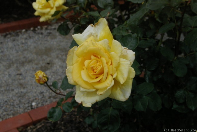 'Sybil Hipkin' rose photo