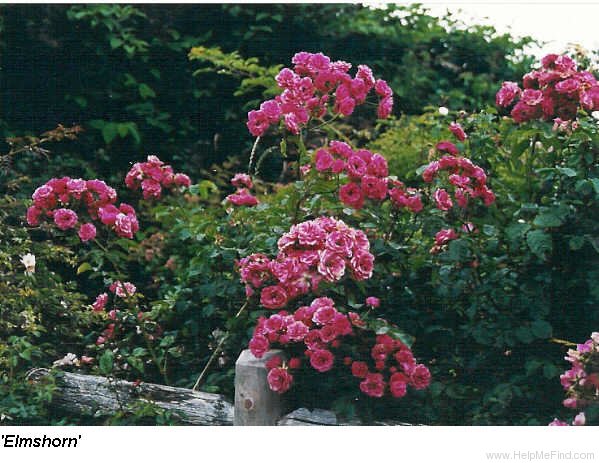 'Elmshorn' rose photo