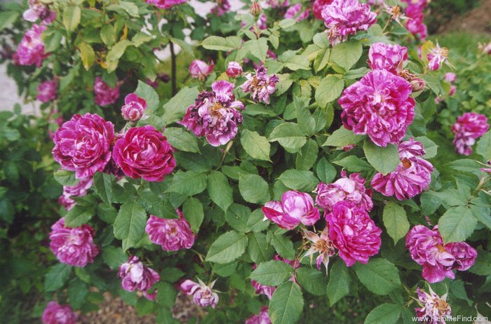 'Belle Doria (gallica, parmentier, pre 1847)' rose photo