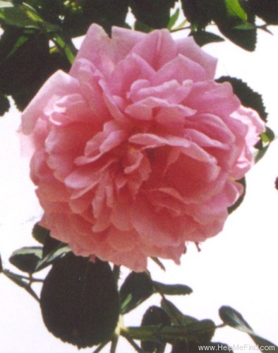 'Christine Wright' rose photo
