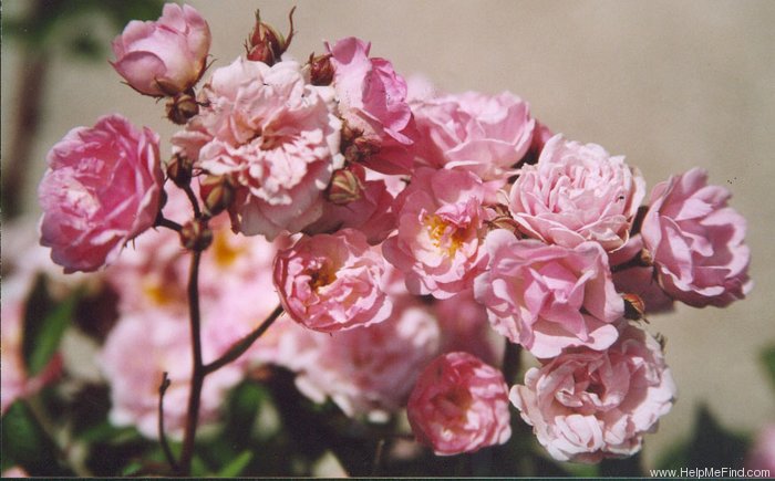 'Frau Lina Strassheim' rose photo