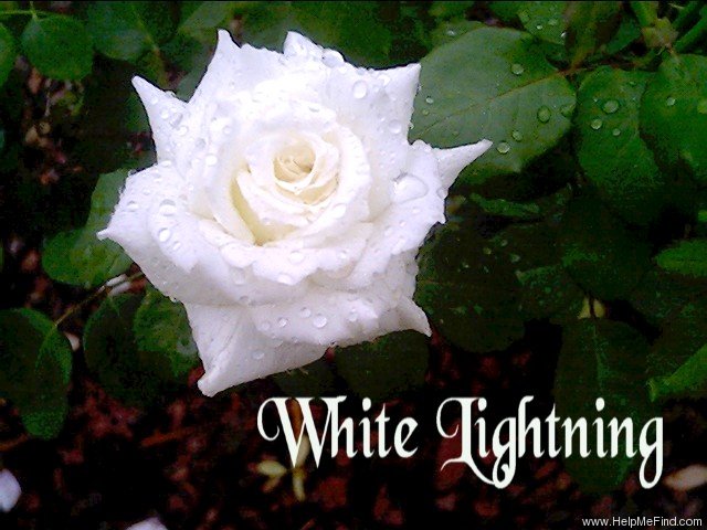 'White Lightnin'' rose photo