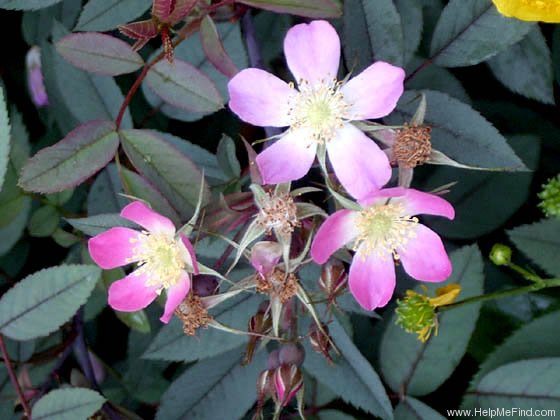 '<i>Rosa majalis</i> var.<i>rubrifolia</i> (Vill. ex Thory) Wallr.synonym' rose photo