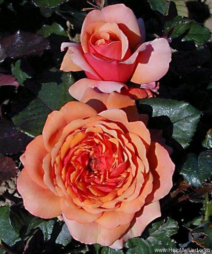 'Adagio © (hybrid tea, Select Roses)' rose photo