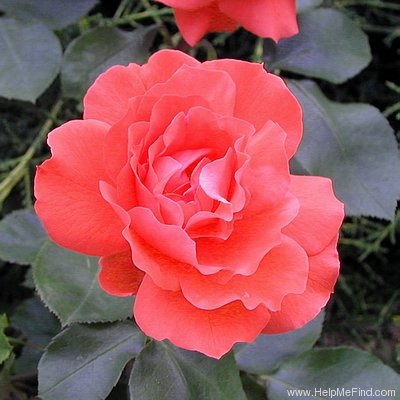 'Ami des Jardins' rose photo