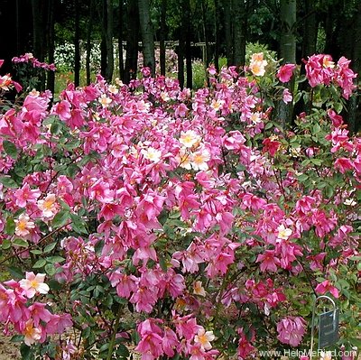 'Mutabilis (china, Unknown, before 1894)' rose photo