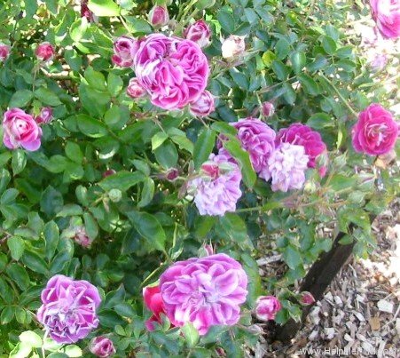 'Si Bemol' rose photo