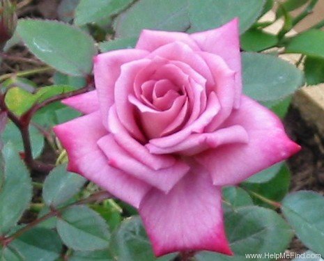 'Wistful ™' rose photo