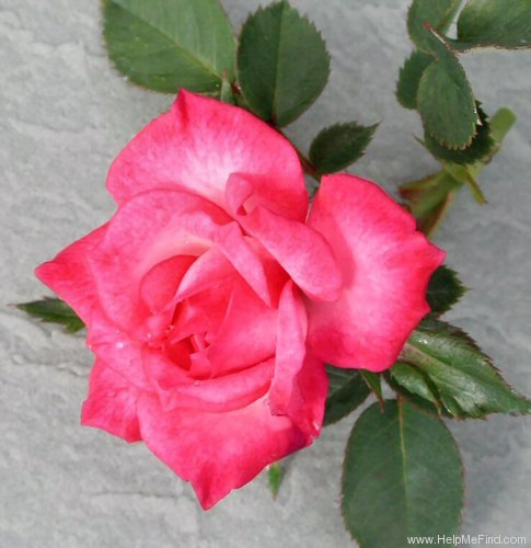 'Berkeley Beauty ™' rose photo