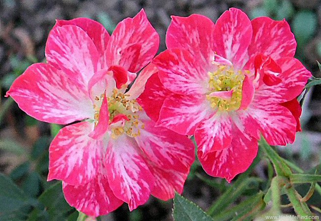 'Candy Cane (miniature climber, Moore 1958)' rose photo